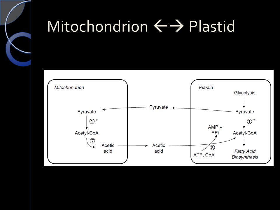 Mitochondrion  Plastid