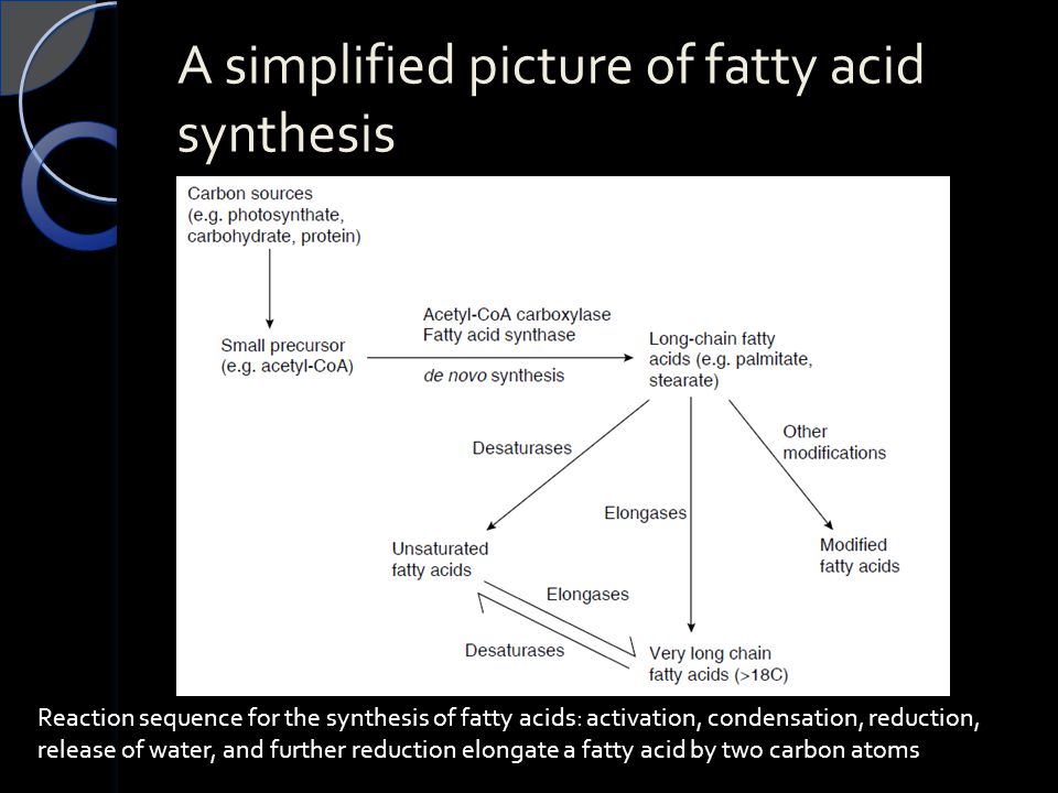 A simplified picture of fatty acid synthesis