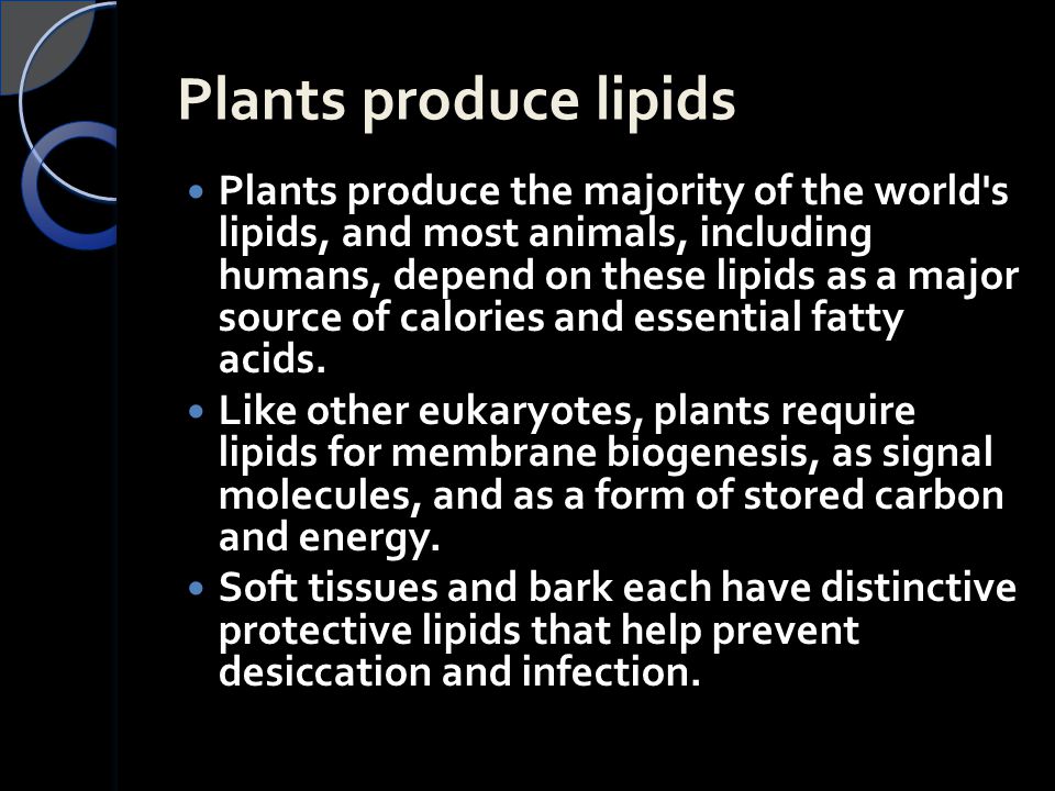 Plants produce lipids