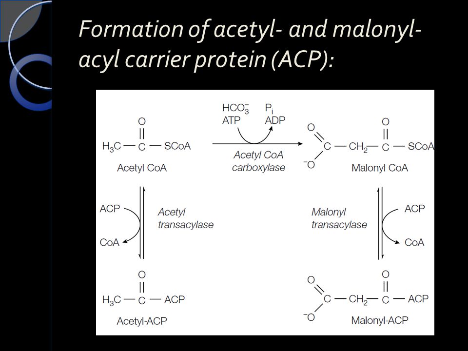 Formation of acetyl- and malonyl-acyl carrier protein (ACP):
