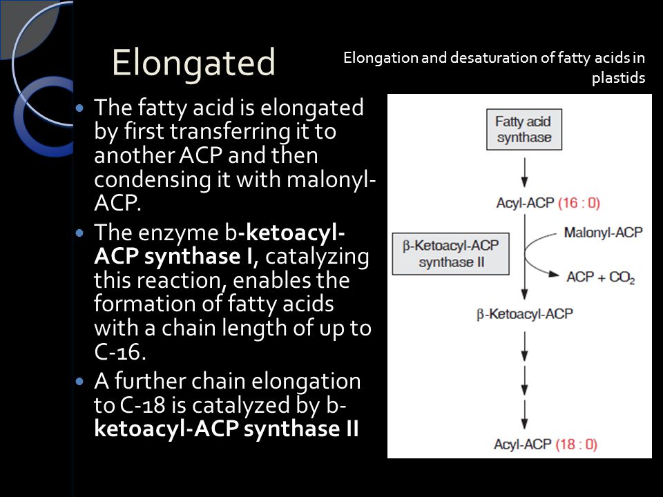 Elongated Elongation and desaturation of fatty acids in plastids.