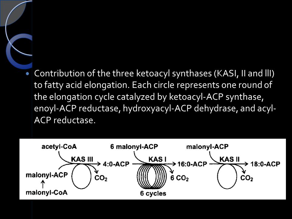 Contribution of the three ketoacyl synthases (KASI, II and llI) to fatty acid elongation.