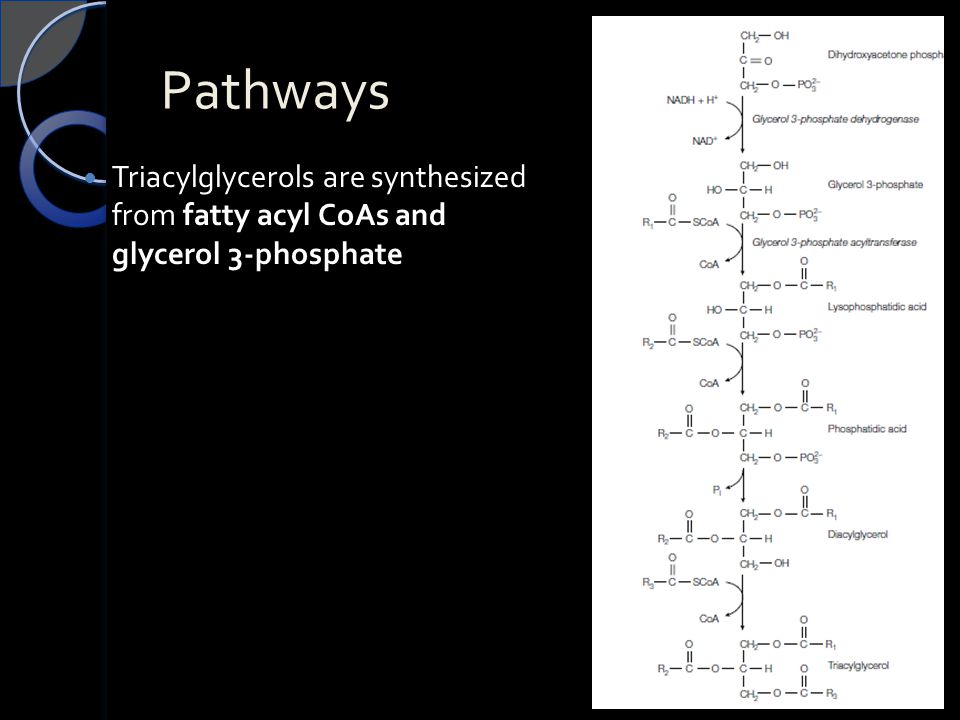 Pathways Triacylglycerols are synthesized from fatty acyl CoAs and glycerol 3-phosphate