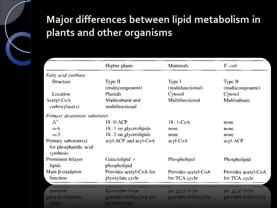 Major differences between lipid metabolism in plants and other organisms