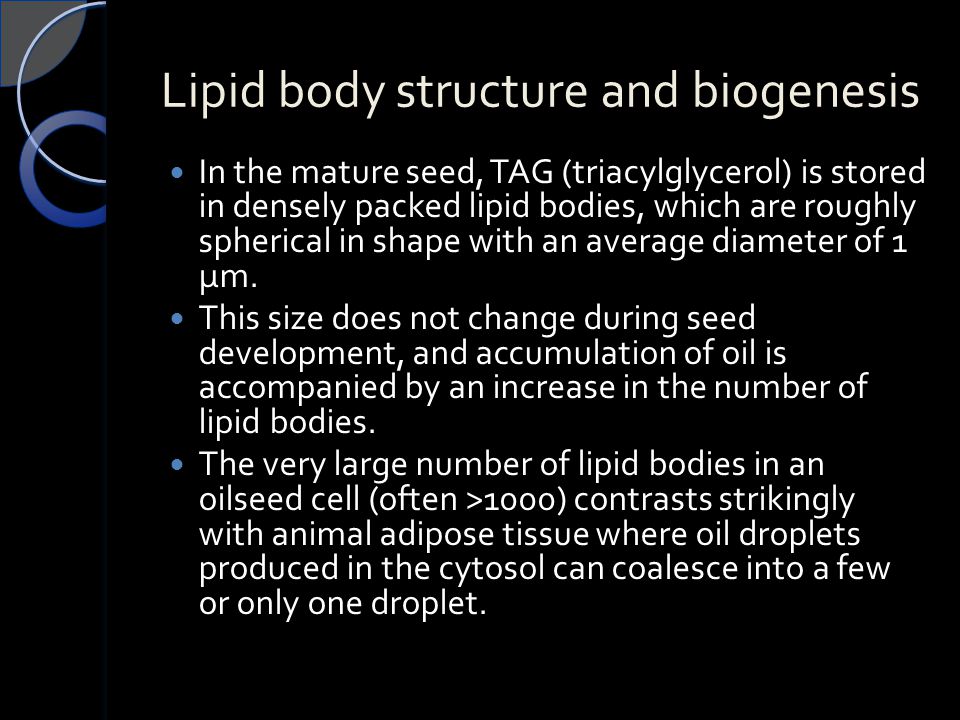 Lipid body structure and biogenesis