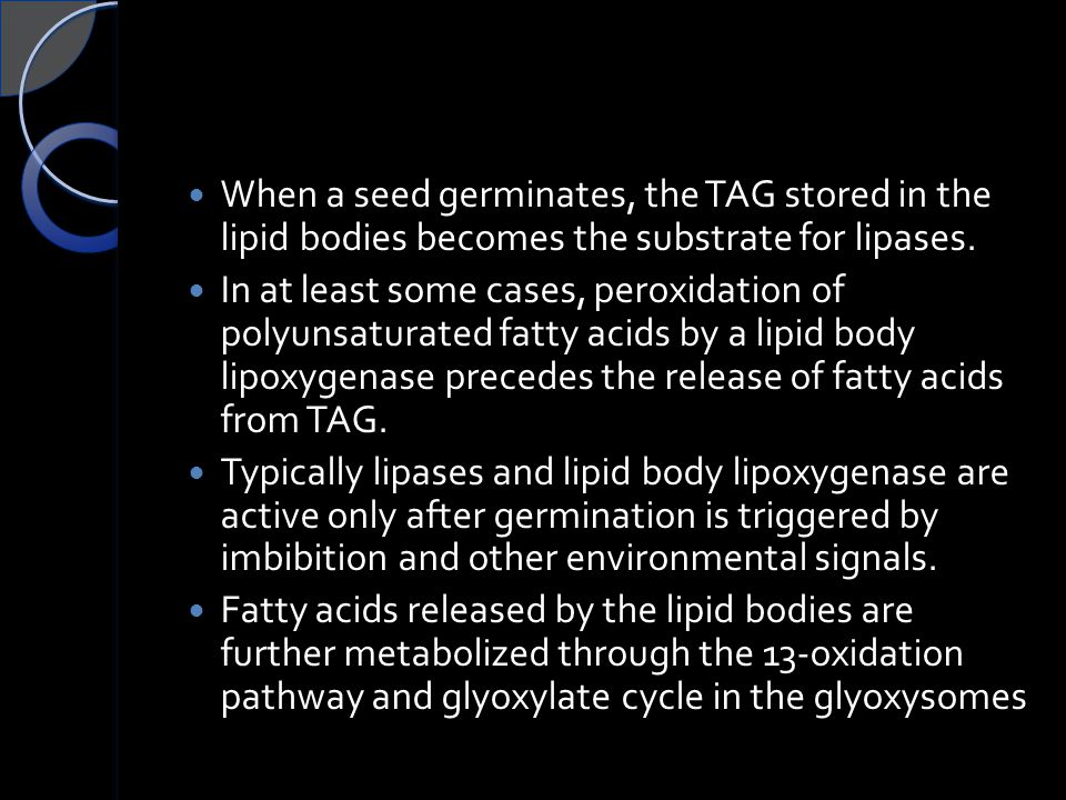 When a seed germinates, the TAG stored in the lipid bodies becomes the substrate for lipases.