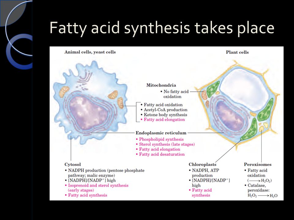 Fatty acid synthesis takes place