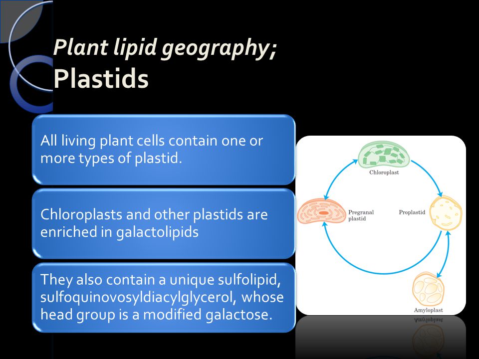 Plant lipid geography; Plastids