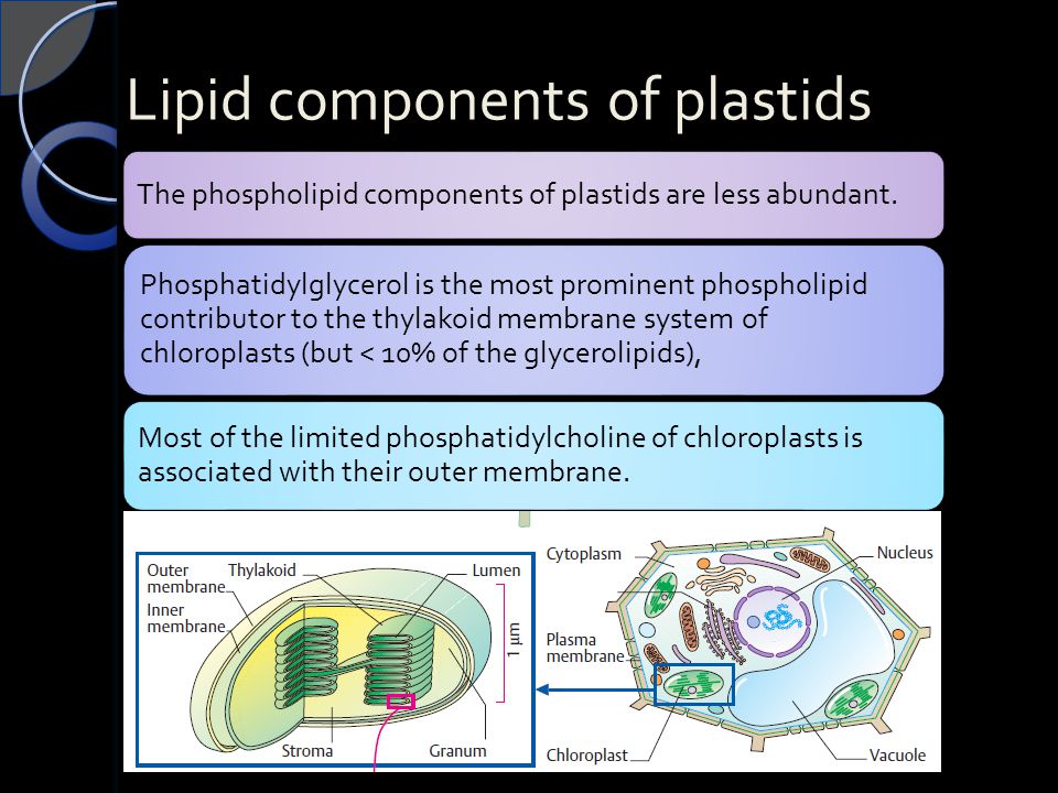 Lipid components of plastids