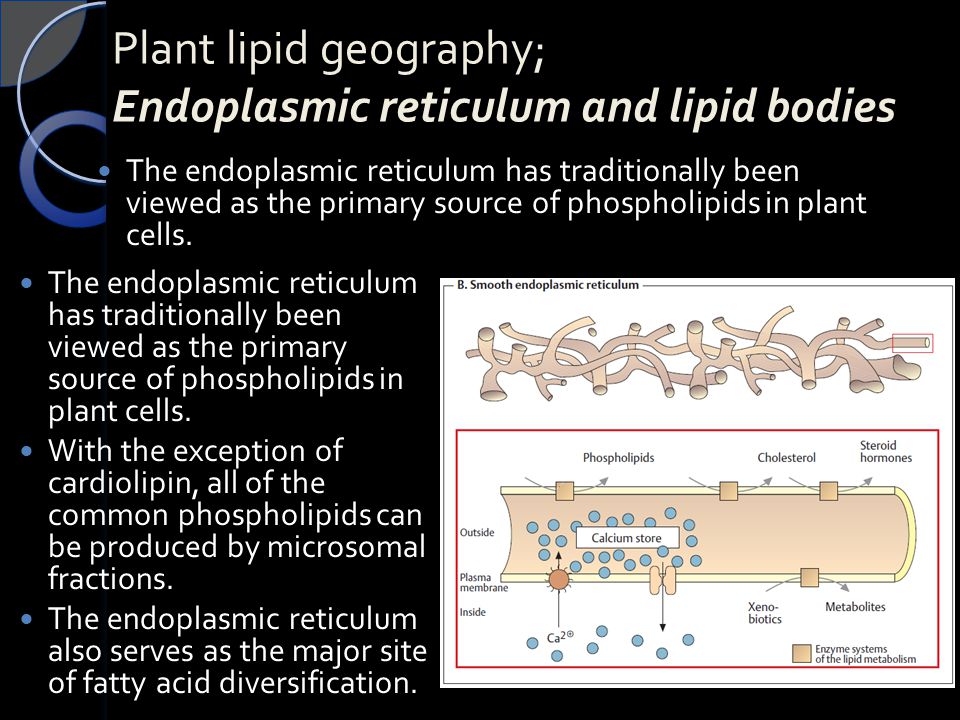 Plant lipid geography; Endoplasmic reticulum and lipid bodies