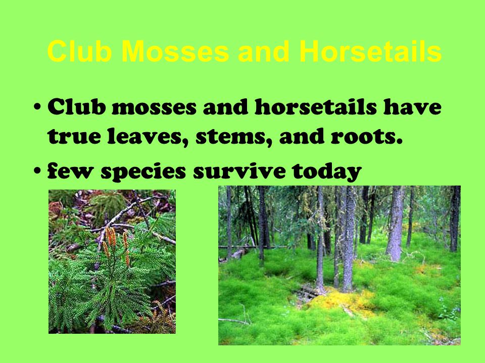 Club Mosses and Horsetails