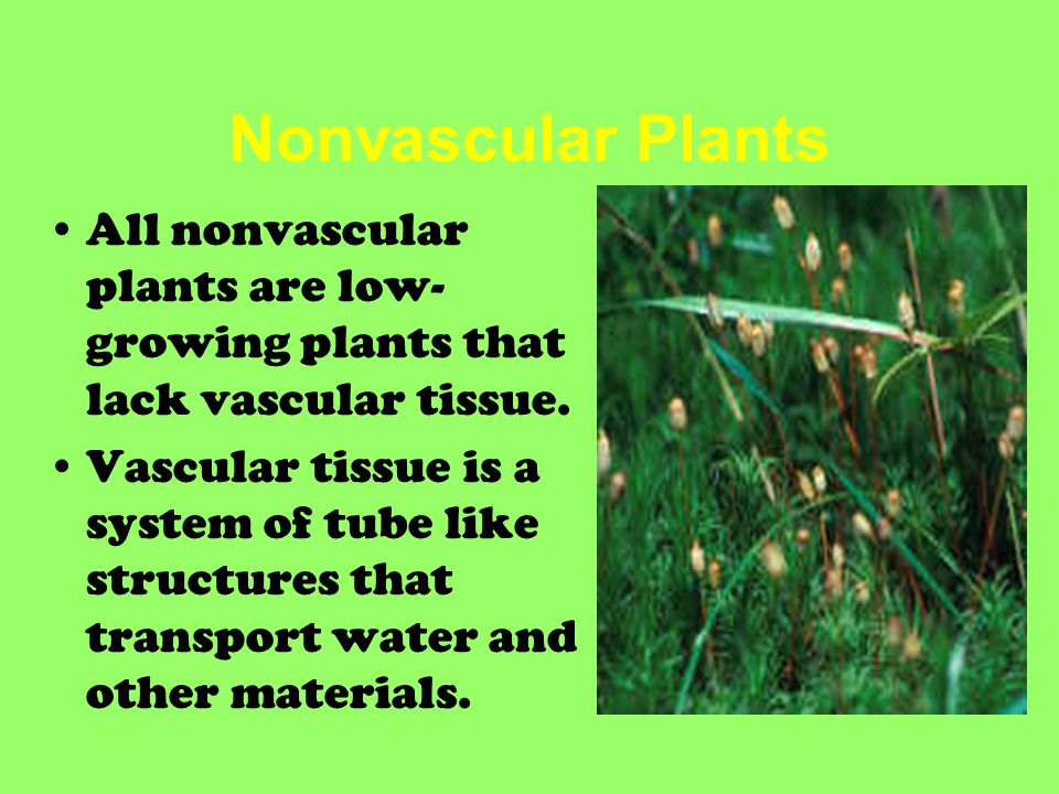 Nonvascular Plants All nonvascular plants are low-growing plants that lack vascular tissue.