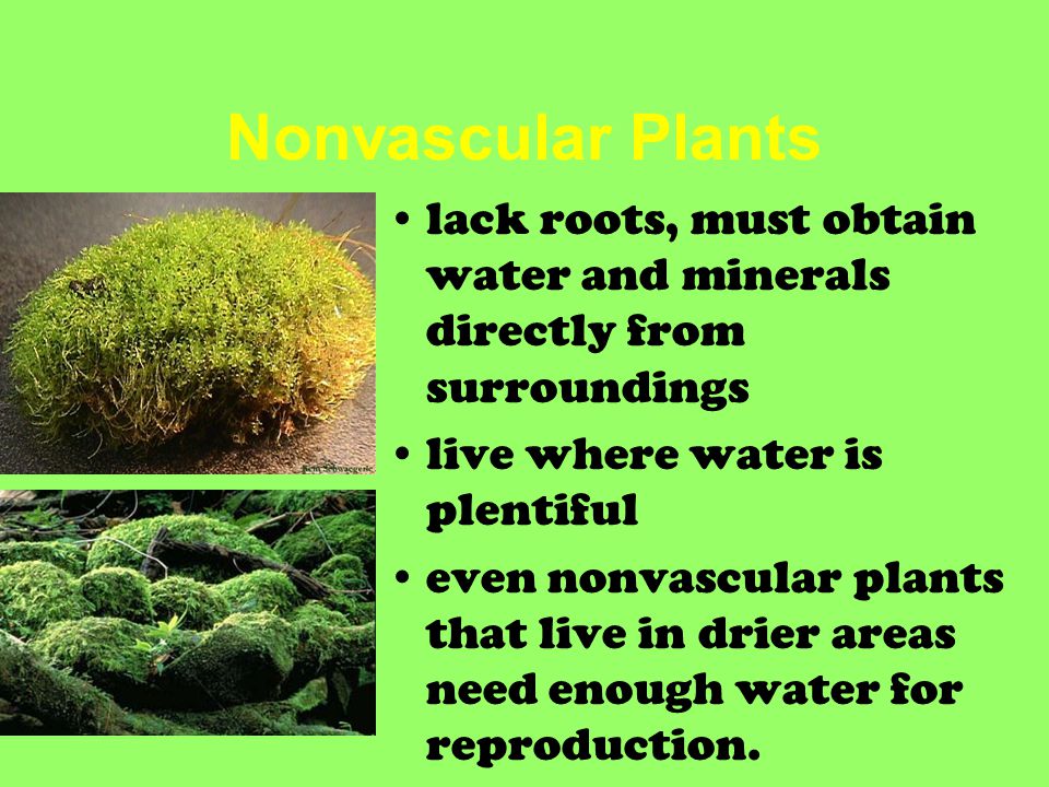 Nonvascular Plants lack roots, must obtain water and minerals directly from surroundings. live where water is plentiful.