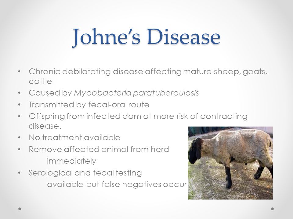 Veterinary Care Of Sheep And Goats Ppt Video Online Download