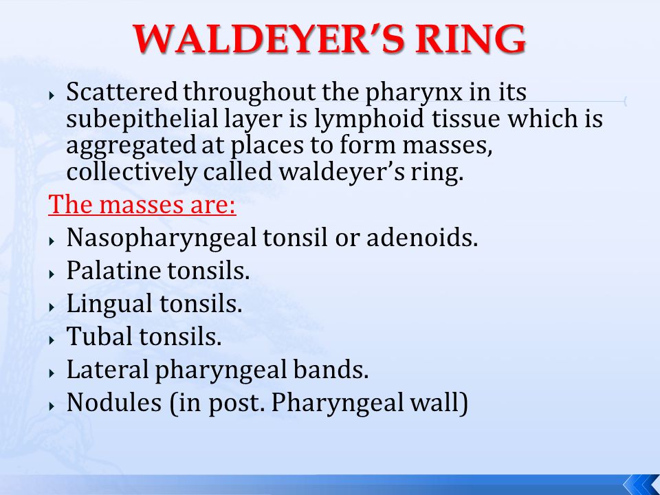 Pharyngeal lymphoid tissue of Waldeyer's ring comprises the... | Download  Scientific Diagram