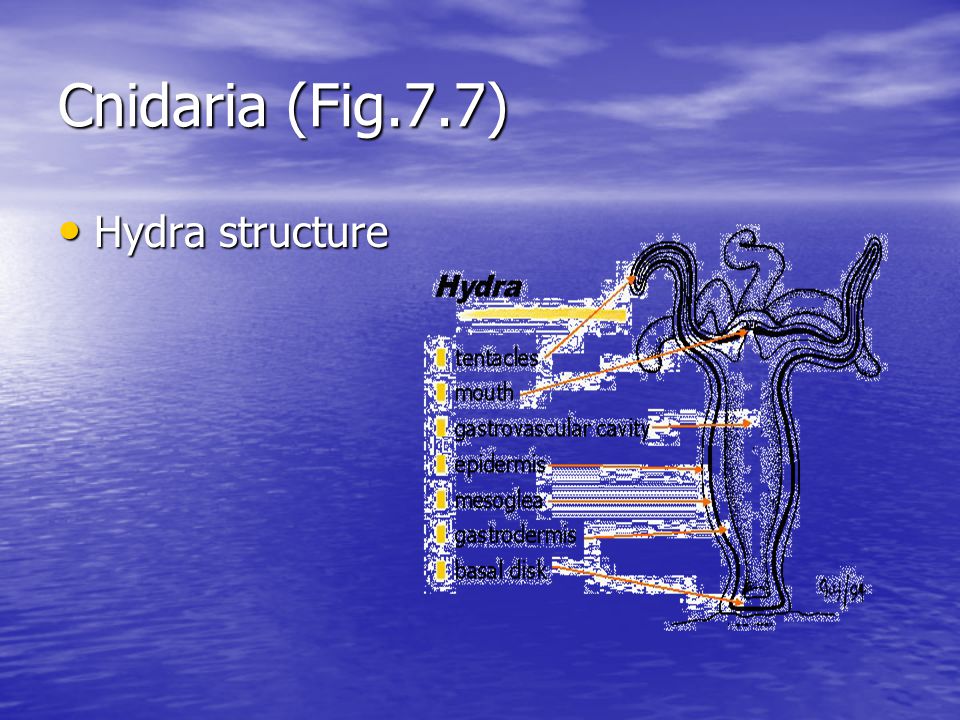 Cnidaria (Fig.7.7) Hydra structure