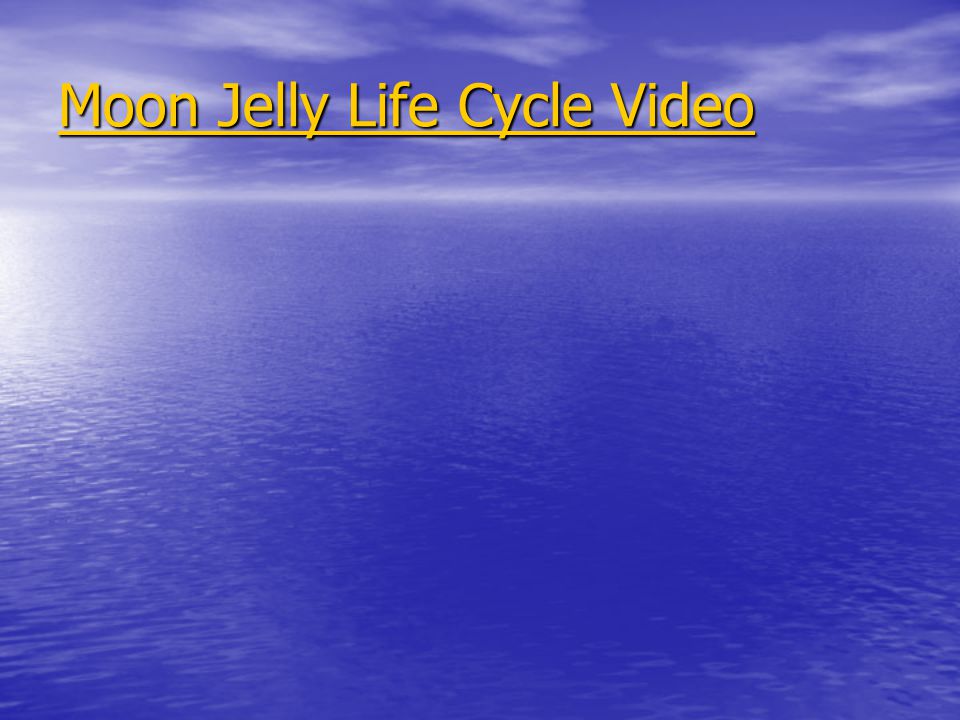 Moon Jelly Life Cycle Video