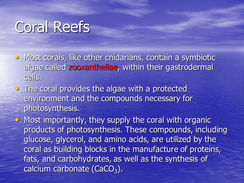 Coral Reefs Most corals, like other cnidarians, contain a symbiotic algae called zooxanthellae, within their gastrodermal cells.