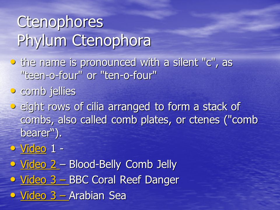 Ctenophores Phylum Ctenophora