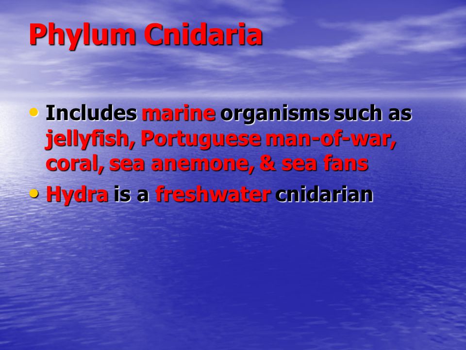 Phylum Cnidaria Includes marine organisms such as jellyfish, Portuguese man-of-war, coral, sea anemone, & sea fans.