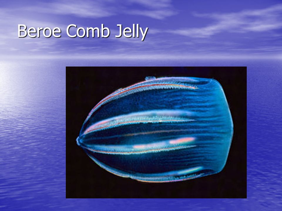 Beroe Comb Jelly