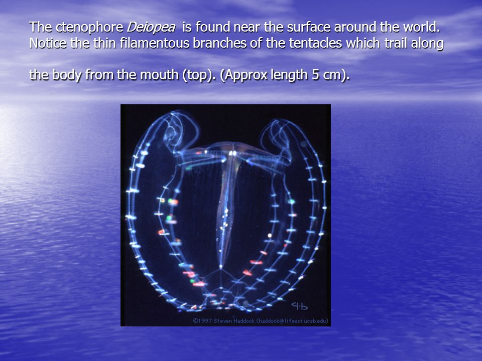 The ctenophore Deiopea is found near the surface around the world