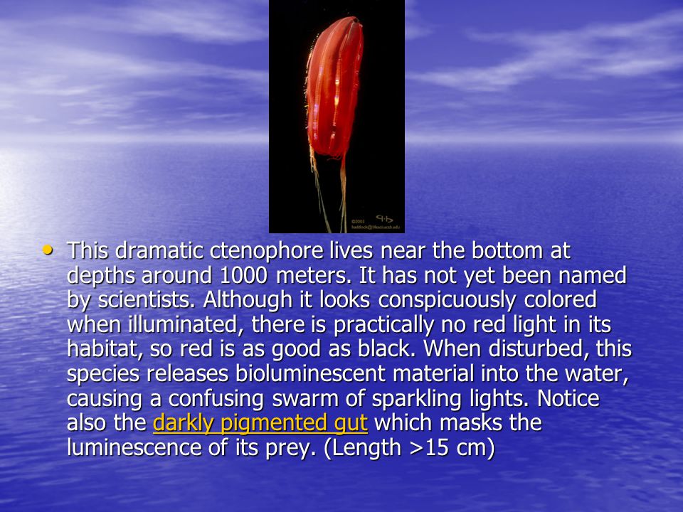 This dramatic ctenophore lives near the bottom at depths around 1000 meters.