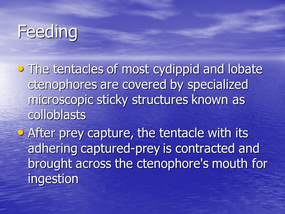 Feeding The tentacles of most cydippid and lobate ctenophores are covered by specialized microscopic sticky structures known as colloblasts.