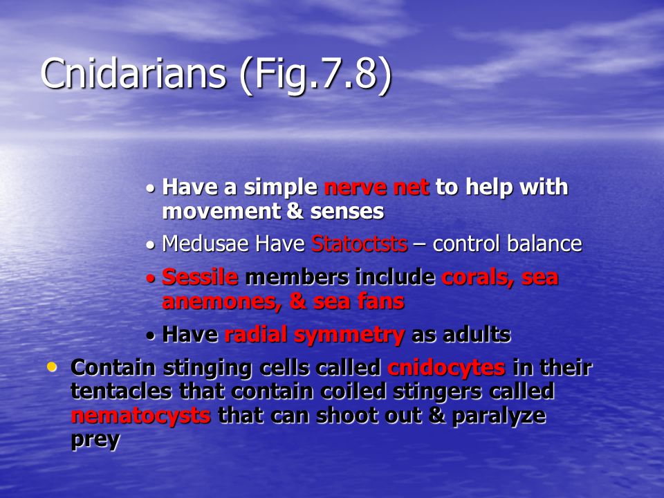 Cnidarians (Fig.7.8) Have a simple nerve net to help with movement & senses. Medusae Have Statoctsts – control balance.