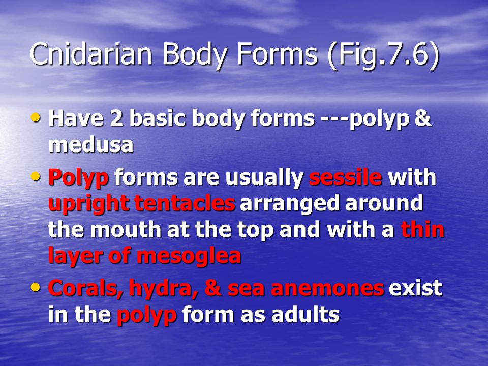 Cnidarian Body Forms (Fig.7.6)