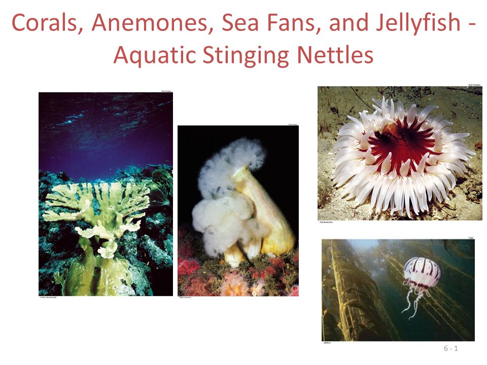 Corals, Anemones, Sea Fans, and Jellyfish - Aquatic Stinging Nettles