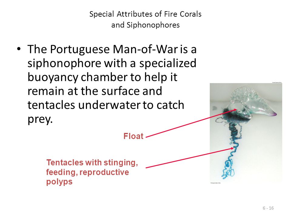 Special Attributes of Fire Corals and Siphonophores