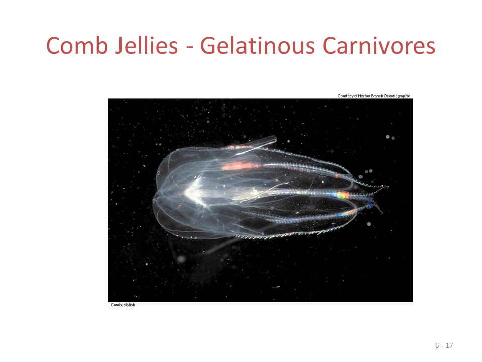 Comb Jellies - Gelatinous Carnivores