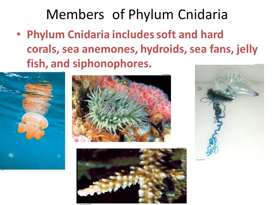 Members of Phylum Cnidaria