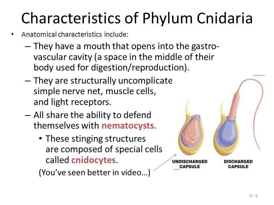Characteristics of Phylum Cnidaria