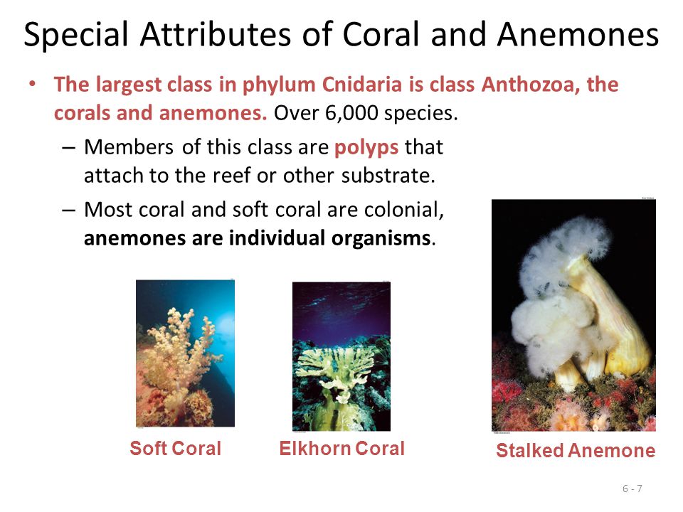 Special Attributes of Coral and Anemones