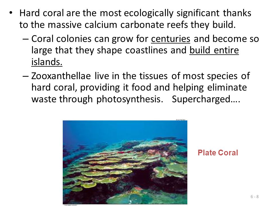 Hard coral are the most ecologically significant thanks to the massive calcium carbonate reefs they build.
