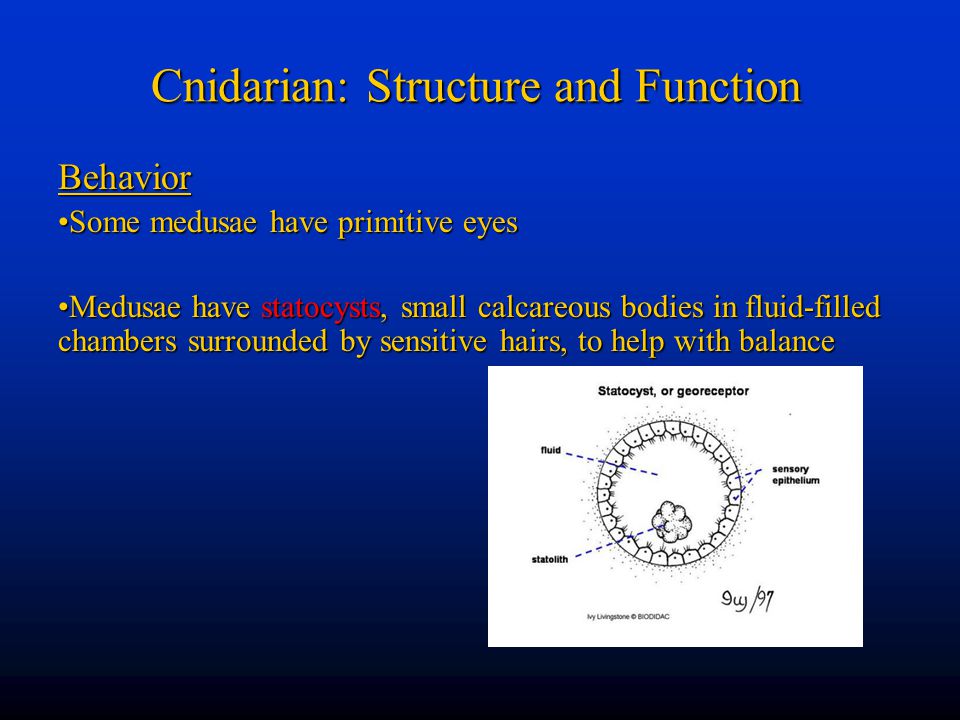 Cnidarian: Structure and Function