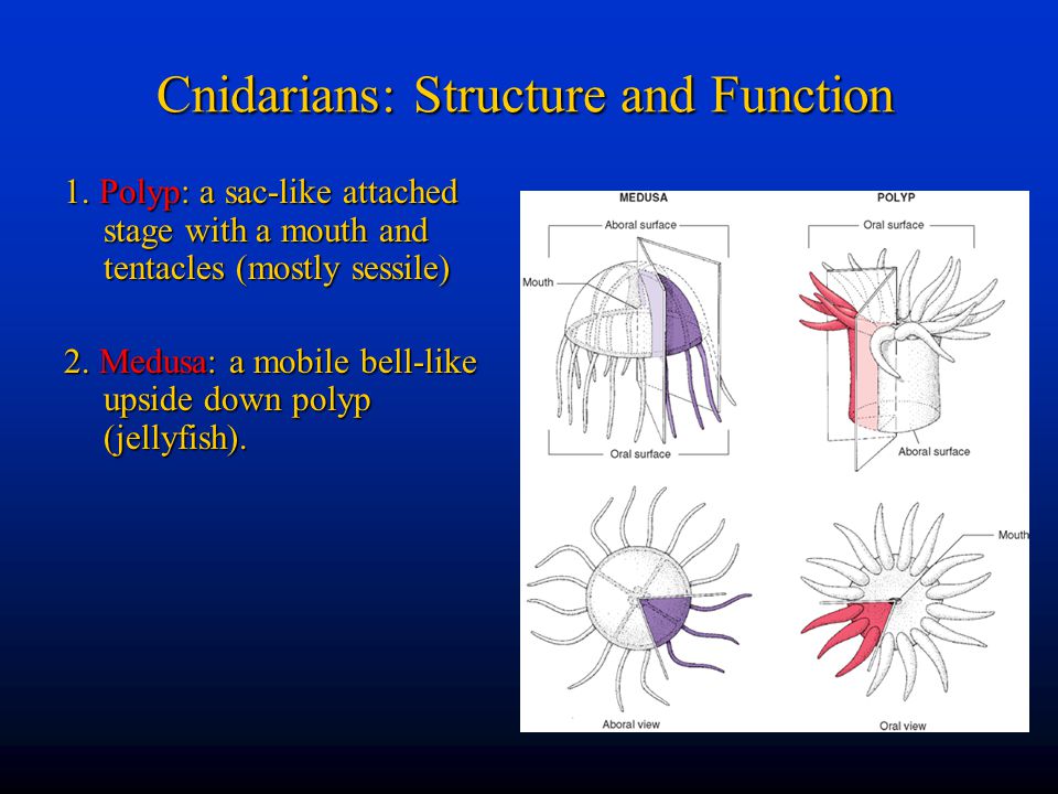 Cnidarians: Structure and Function