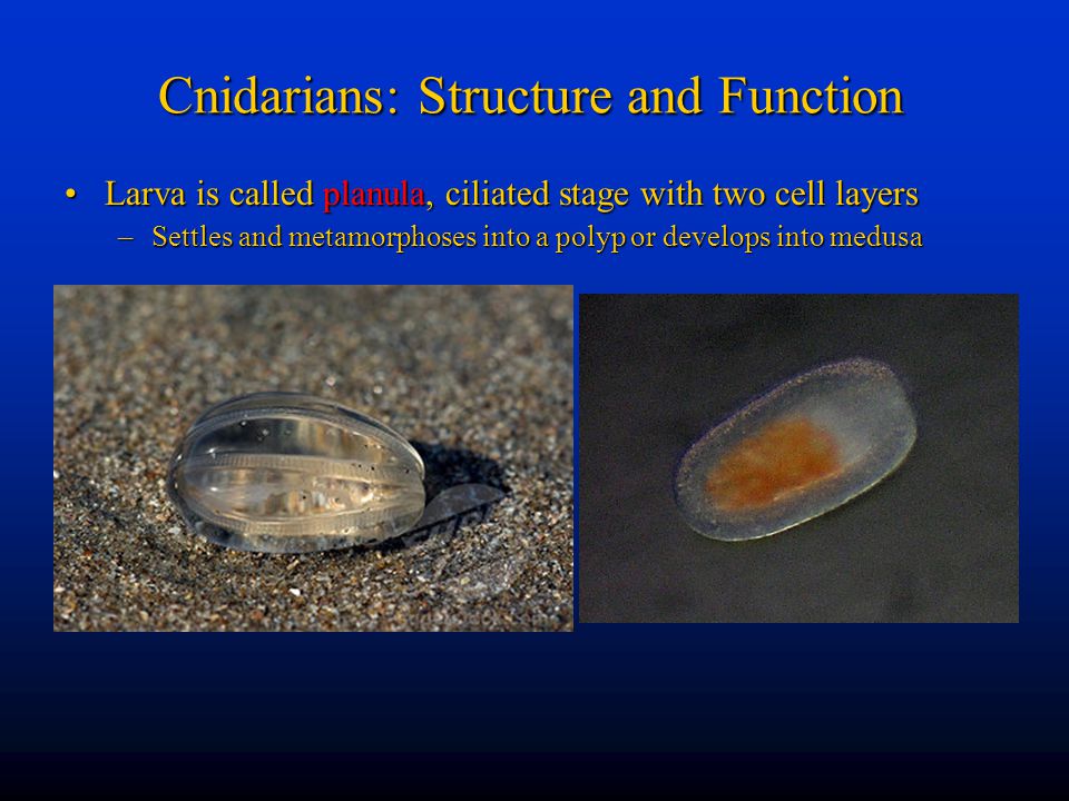 Cnidarians: Structure and Function