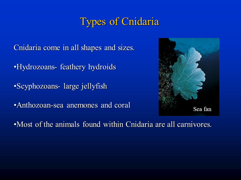 Types of Cnidaria Cnidaria come in all shapes and sizes.