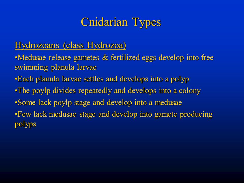 Cnidarian Types Hydrozoans (class Hydrozoa)