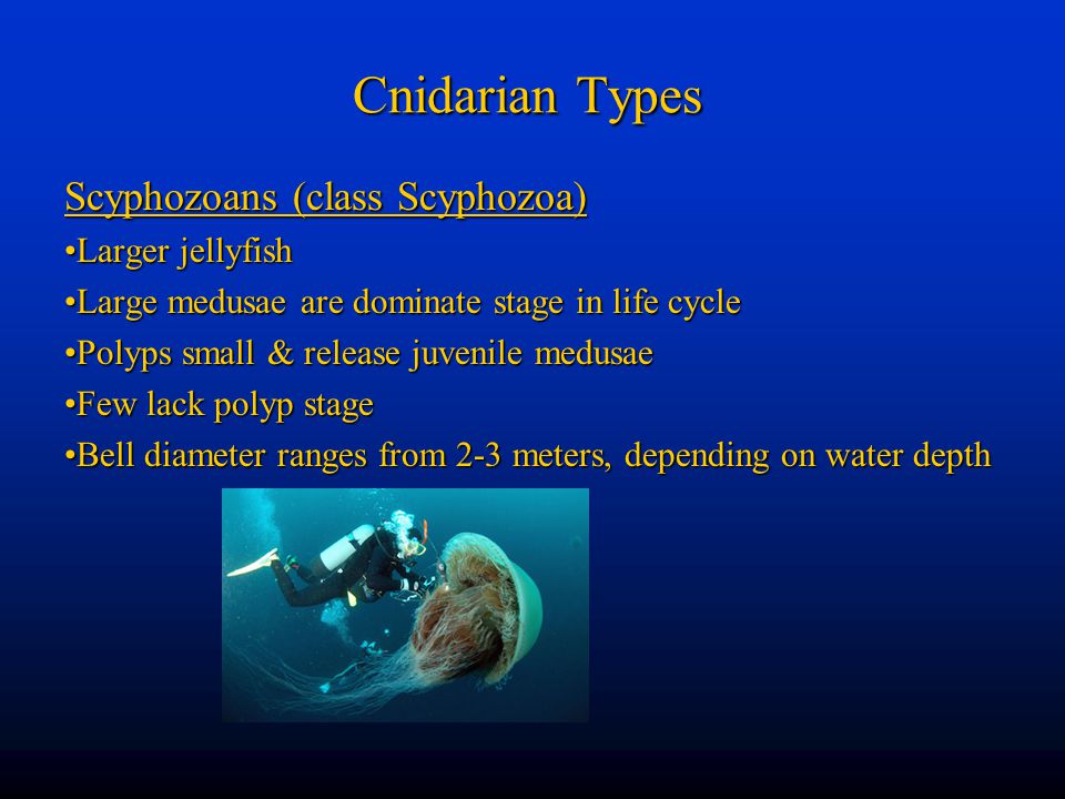 Cnidarian Types Scyphozoans (class Scyphozoa) Larger jellyfish