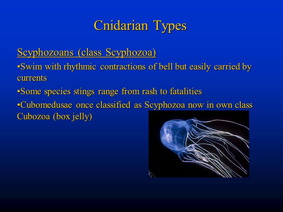 Cnidarian Types Scyphozoans (class Scyphozoa)