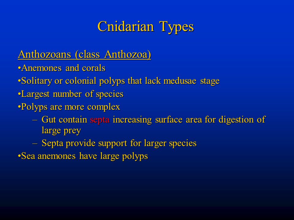 Cnidarian Types Anthozoans (class Anthozoa) Anemones and corals