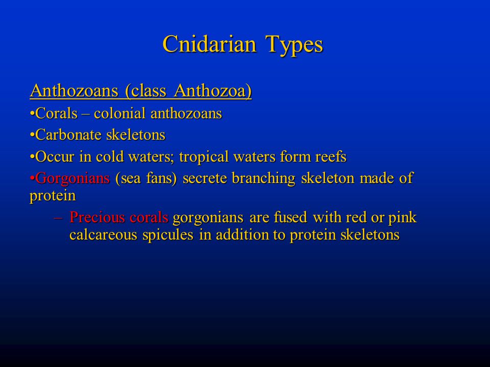 Cnidarian Types Anthozoans (class Anthozoa)
