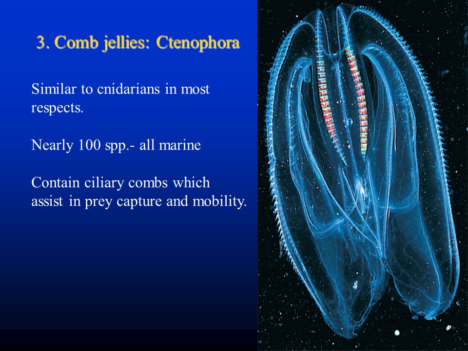 3. Comb jellies: Ctenophora
