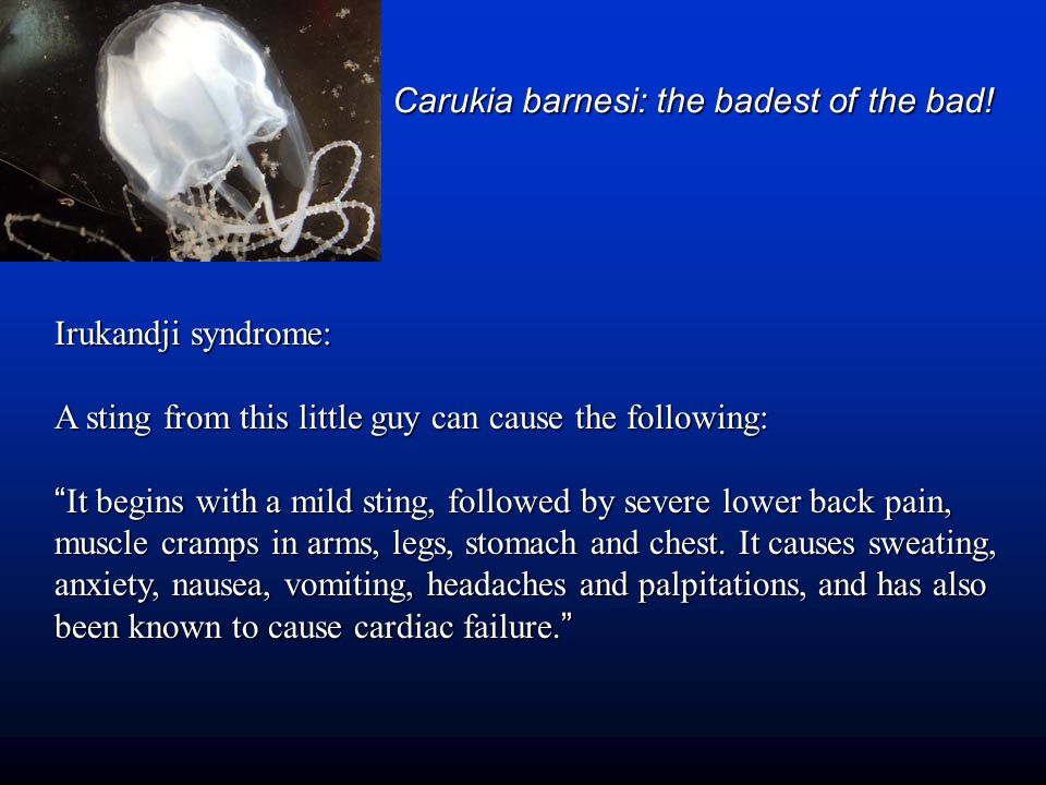 Carukia barnesi: the badest of the bad!