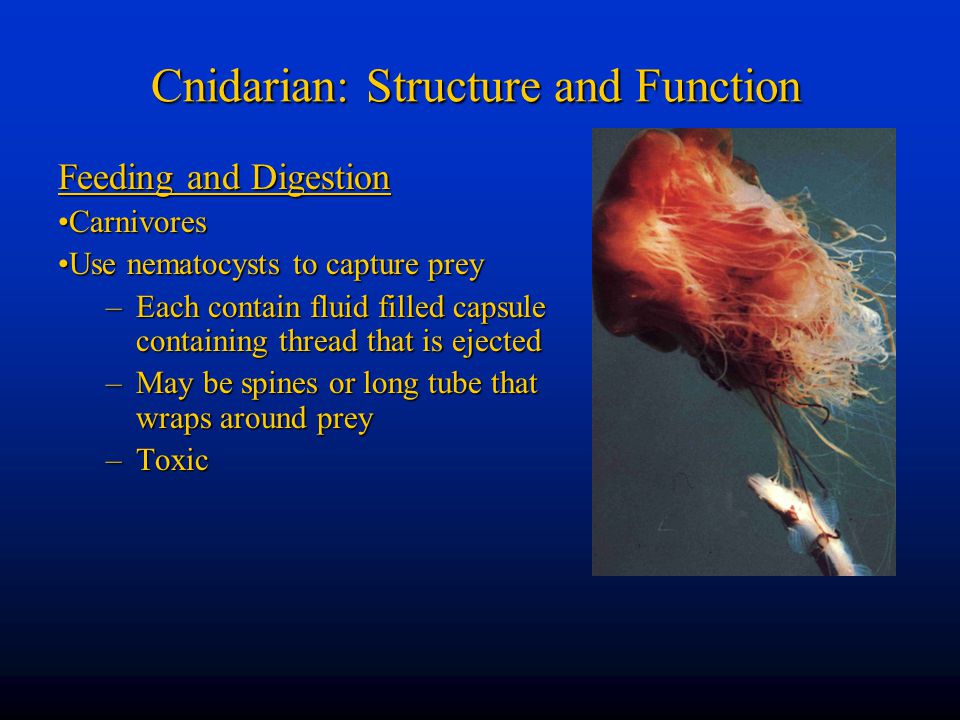 Cnidarian: Structure and Function