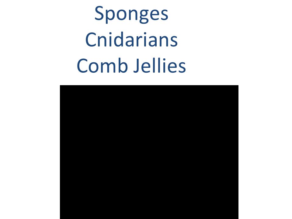 Sponges Cnidarians Comb Jellies